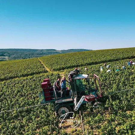 Les Crins Du Vignoble